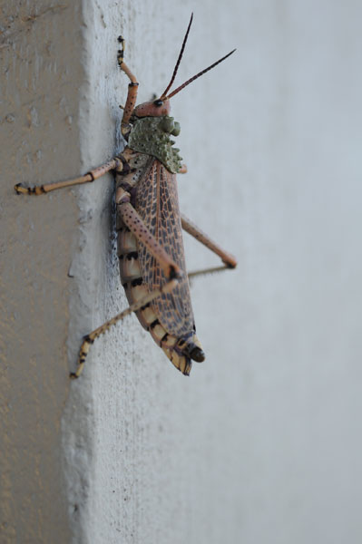 The bugs are crazy here in South Africa
